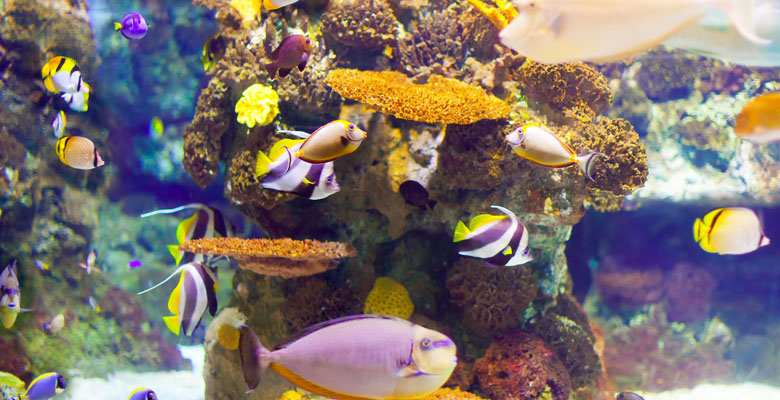 Ideias de Bichinhos de aquário para se ter