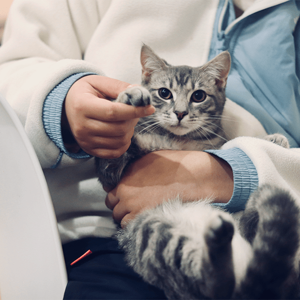 Hospedagem Cat - 